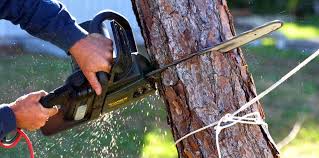 Best Tree Mulching  in Mabank, TX