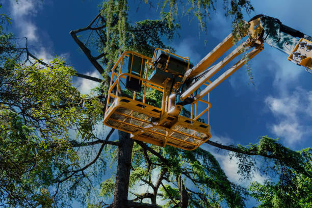 Trusted Mabank, TX Tree Removal Experts