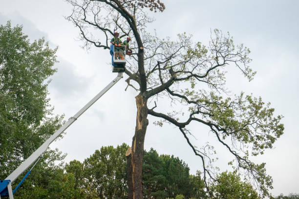 Best Fruit Tree Pruning  in Mabank, TX